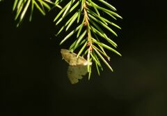 Lomographa bimaculata
