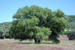 Quercus agrifolia oxyadenia