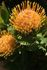 Leucospermum