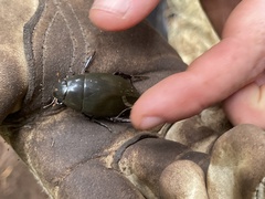 Hydrophilus triangularis