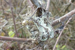 Yponomeuta evonymella