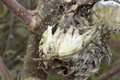 Yponomeuta evonymella