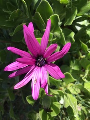 Senecio speciosus