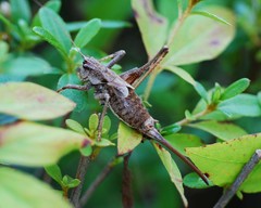 Paratlanticus ussuriensis