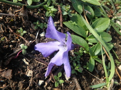 Vinca herbacea