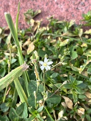 Cerastium
