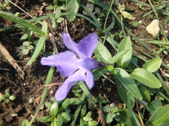 Vinca herbacea