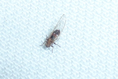 Psyllidae