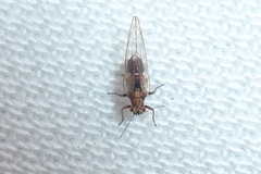 Psyllidae