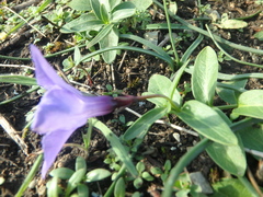 Vinca herbacea