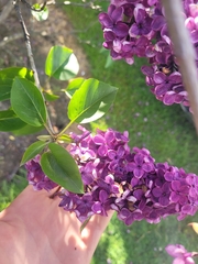 Syringa