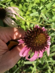 Echinacea simulata