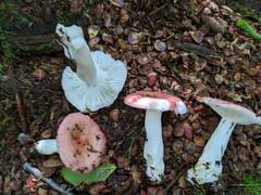 Russula silvicola