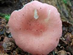 Russula silvicola