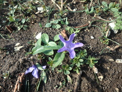 Vinca herbacea