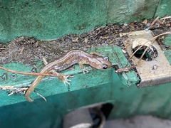 Aneides lugubris