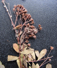 Spiraea crenata