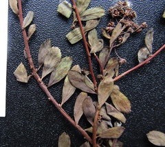 Spiraea crenata