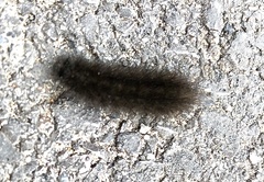 Spilosoma lubricipeda