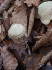 Psilocybe serbica
