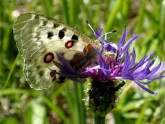 Parnassius apollo
