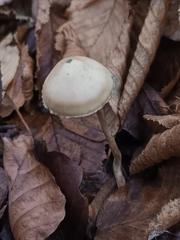 Psilocybe serbica