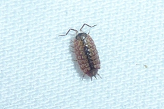 Philoscia affinis