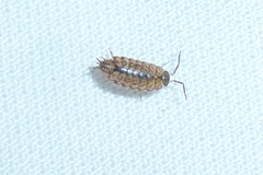 Philoscia affinis