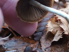Psilocybe serbica