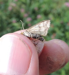 Sitochroa verticalis