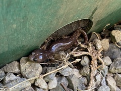 Aneides lugubris