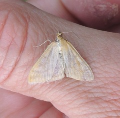 Sitochroa verticalis