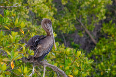 Pelecanus occidentalis urinator