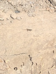 Sceloporus cowlesi