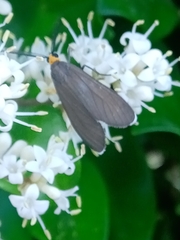 Ctenucha rubriceps