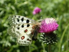 Parnassius apollo