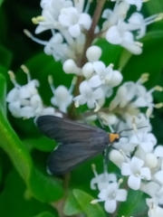Ctenucha rubriceps