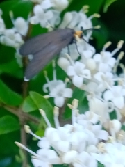 Ctenucha rubriceps