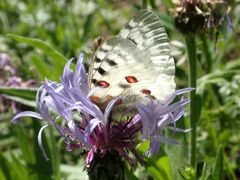 Parnassius apollo