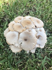 Desarmillaria tabescens