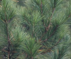 Pinus pseudostrobus