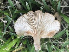 Desarmillaria tabescens