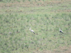 Bugeranus carunculatus