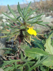 Ajuga chamaepitys chia