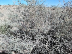 Psorothamnus arborescens