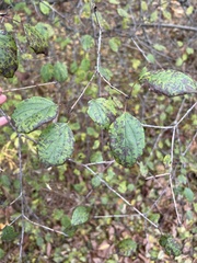 Rhamnaceae