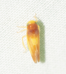 Colladonus setaceus