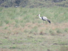 Bugeranus carunculatus