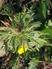 Ajuga chamaepitys chia