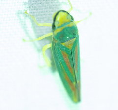 Graphocephala fennahi